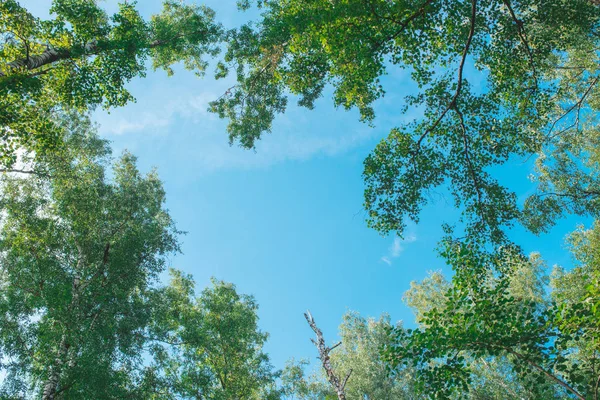 Olhando para cima em Floresta - Árvore verde ramos natureza abstrato — Fotografia de Stock