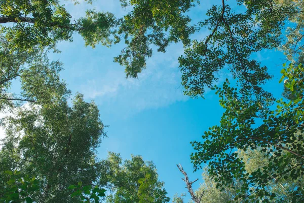 Ormana baktığımızda - Yeşil Ağaç doğayı soyut dallara ayırıyor