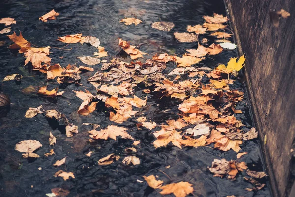 Herbstliche gelbe Apfelblätter im Wasserbecken — Stockfoto