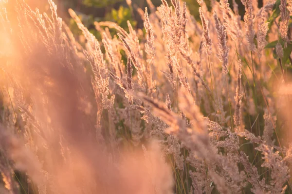Flores de grama de verão em ouro brilhante brilho crepúsculo sol, fundo borrado como pano de fundo ao ar livre e espaço de cópia. tiro macro foco seletivo com DOF rasa — Fotografia de Stock