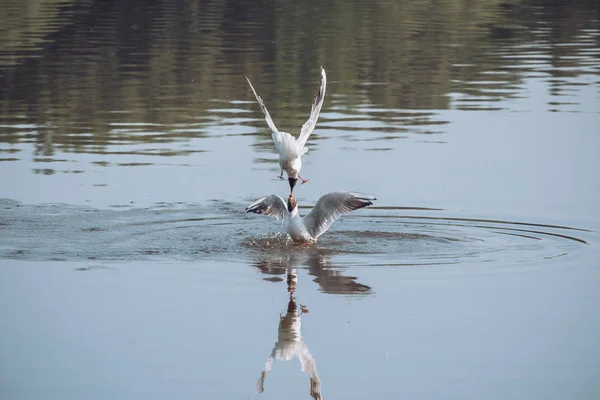 Un par de gaviotas jugando en el aire cerca del río lago de agua. Amigos amor concepto — Foto de Stock