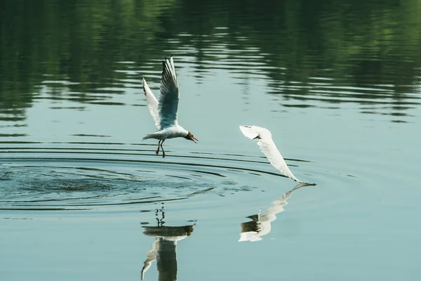 Пара чайок грають у повітрі біля річки водяного озера. Друзі люблять концепцію — стокове фото