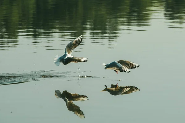 Par av seagulls spelar i luften nära vatten sjö river. Vänner älskar koncept — Stockfoto