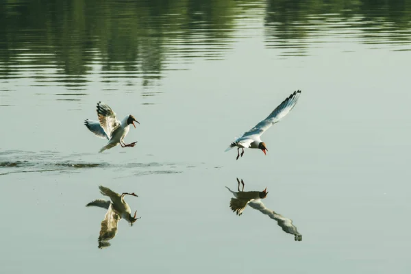 Un paio di gabbiani che giocano nell'aria vicino al fiume del lago d'acqua. Amici amore concetto — Foto Stock