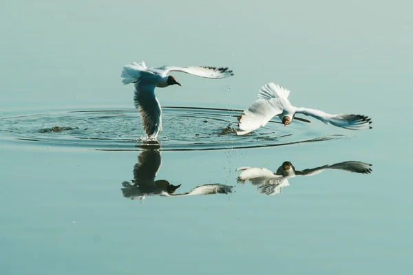 Par av seagulls spelar i luften nära vatten sjö river. Vänner älskar koncept — Stockfoto