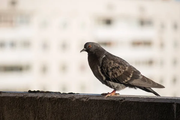 Stolta grå duva på en balkong över suddig gröna gatan bakgrund — Stockfoto