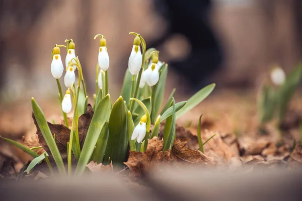 Färsk våren snowdrop blommor i skogen. Lyckliga womens dag 8 mars inbjudningskort. selektiv inriktning makro skott med grunt Dof — Stockfoto
