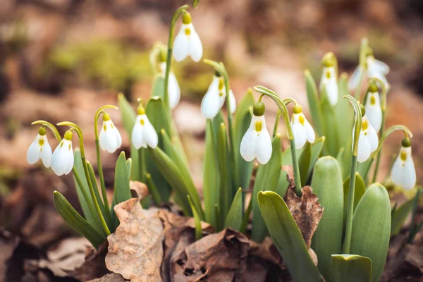 Sněženka jarní čerstvé květiny v lese. Dámské šťastný den 8 března Pozvánka. Selektivní ostření makro shot s mělkým Dof — Stock fotografie