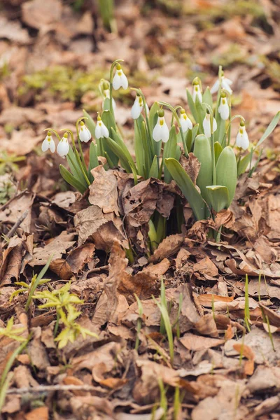 Färsk våren snowdrop blommor i skogen. Lyckliga womens dag 8 mars inbjudningskort. selektiv inriktning makro skott med grunt Dof — Stockfoto