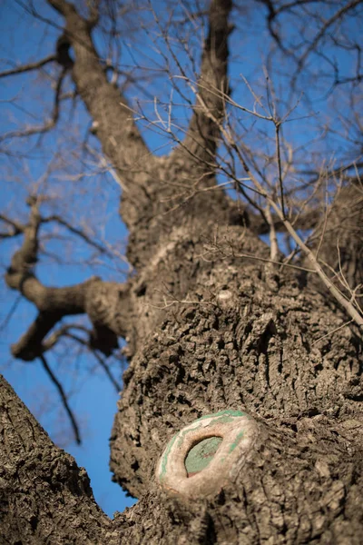 Ramos de árvores nuas contra o céu azul. Olha para cima. — Fotografia de Stock