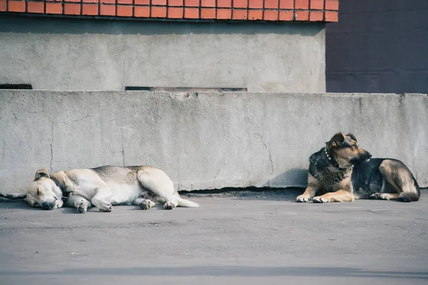 Dois cães que estabelecem em conjunto contra uma parede cinza concreta — Fotografia de Stock