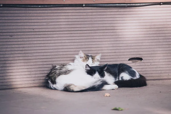 Due gatti sdraiati sulla mangiatoia altro vicino al muro all'aperto, foto d'amore — Foto Stock