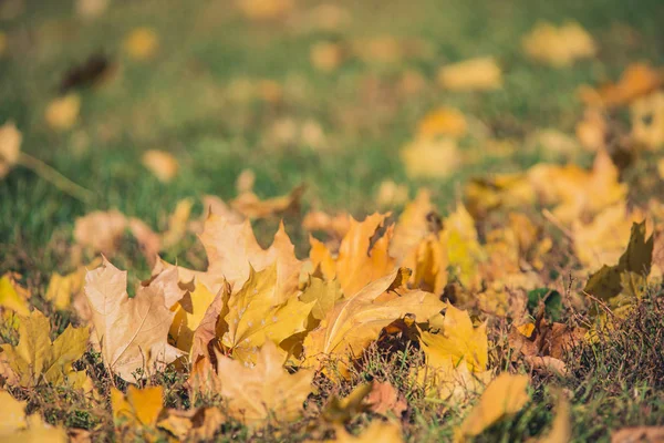 Žluté podzimní javorové listy na zelené trávě. Bokeh rozmazané uměleckého pozadí — Stock fotografie
