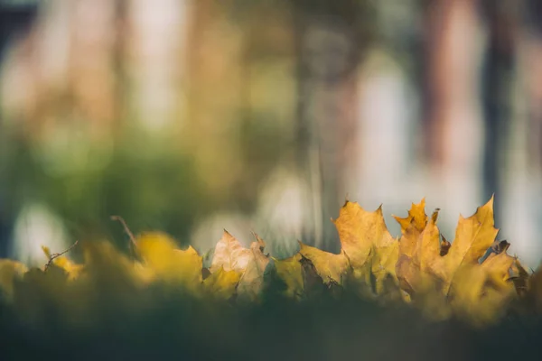 Outono amarelo Folhas de bordo na grama verde. Bokeh desfocado fundo artístico — Fotografia de Stock