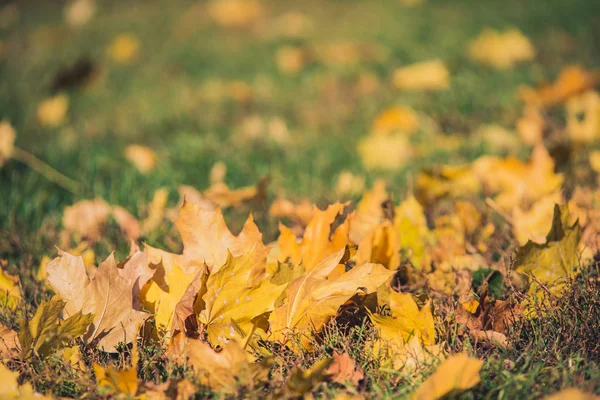 Žluté podzimní javorové listy na zelené trávě. Bokeh rozmazané uměleckého pozadí — Stock fotografie