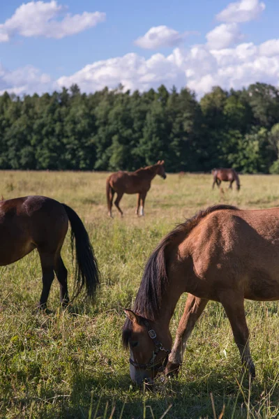 Grupo de cavalos de castanha pastam em um piquete — Fotografia de Stock