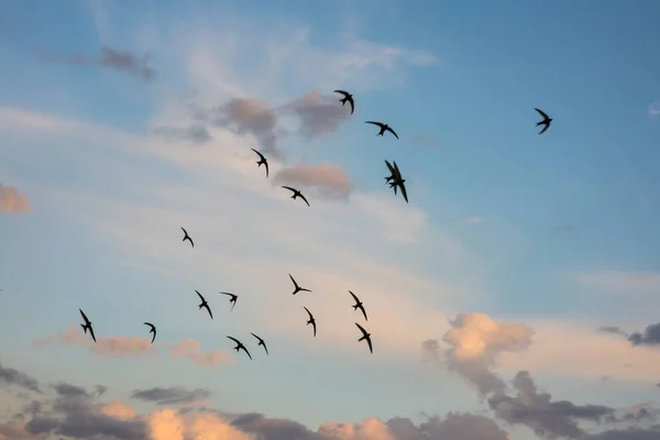 Flock fåglar som flyger över en eldig solnedgång sky. Sommaren hösten scen. Horisontell bild — Stockfoto