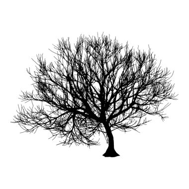 Black dry tree winter or autumn silhouette on white background. Vector eps10 illustration clipart