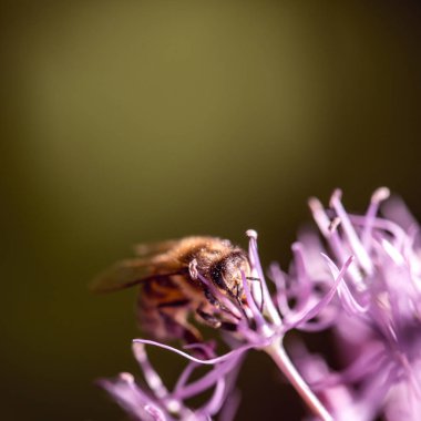 Arı nektarı mor şap sarımsak çiçek toplama. makro yakın çekim. seçici odak ile sığ Dof vurdu