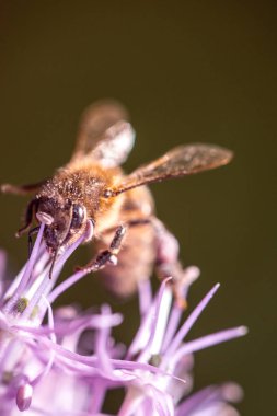 Arı nektarı mor şap sarımsak çiçek toplama. makro yakın çekim. seçici odak ile sığ Dof vurdu
