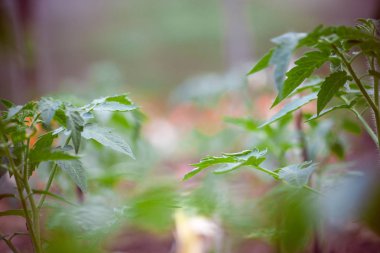 Sabah seçici odak makro bitkilerde genç domates ile sığ Dof vurdu
