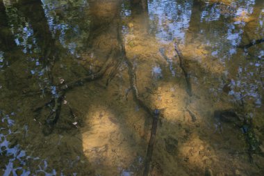 Ağaç kökleri yansıma şeffaf su Gölü yüzeyi ile