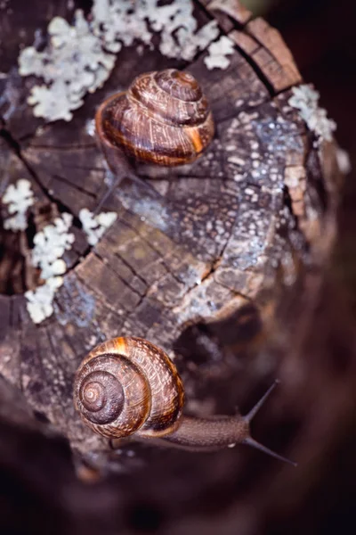 Couple d'escargots de raisin rampant le long du chemin dans le jardin. Vue du dessus — Photo