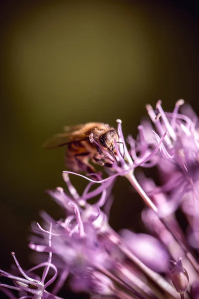 Bin som samlar nektar på lila alumvitlöksblomma. makro närbild — Stockfoto