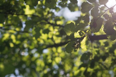 Arka plan bahar yaz boyunca parlayan güneş tarafından ıhlamur ağacı yaprakları yaktı. Seçici odak makro ile sığ Dof vurdu