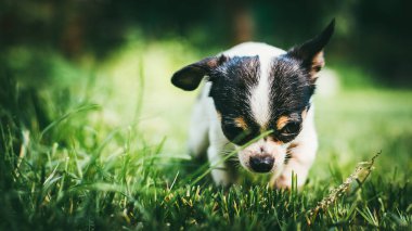 Dışarıda çim bahar bahçede oynayan köpek. Seçici odak bokeh arka plan