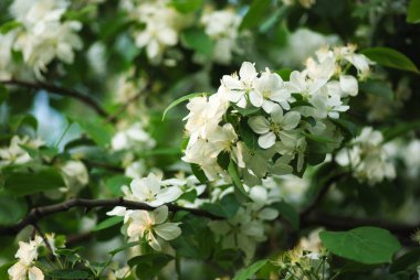 Bahar bahçe çiçek açması elma dalında