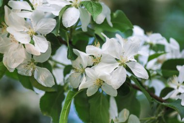 Bahar bahçe çiçek açması elma dalında