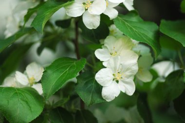 Bahar bahçe çiçek açması elma dalında