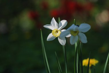 Beyaz nergis bir alanda büyüyen bir grup. makro çekim