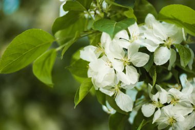 Bahar bahçe çiçek açması elma dalında