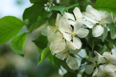 Bahar bahçe çiçek açması elma dalında