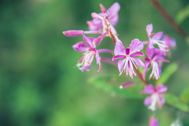 Çiçek açan Willow herb Ivan çay fireweed Epilobium angustifolium makro closeup arka plan