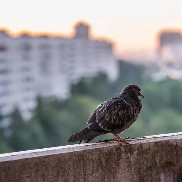 Pombo doente está sentado no balcão de concreto no fundo borrado da cidade com edifícios e floresta verde — Fotografia de Stock