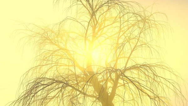 Eenzame boom zonder bladeren in de mist of nevel verlicht door helder oranje zonnegod stralen. 3D illustratie. Reis en camping concept — Stockfoto