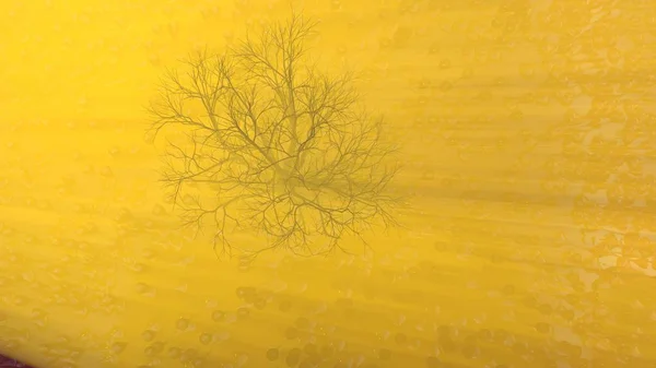 Montaña, niebla, niebla campo prado abstracto lleno de vegetación extraña en forma de copas de vino e iluminado por rayos de dios sol brillante con árbol solitario sin hojas. Ilustración 3d inusual. Viajes y camping — Foto de Stock
