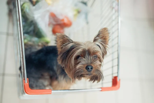 Cão filhote de cachorro bonito sentado em um carrinho de compras em fundo shopping loja turva com as pessoas. tiro macro foco seletivo com vista superior DOF rasa — Fotografia de Stock