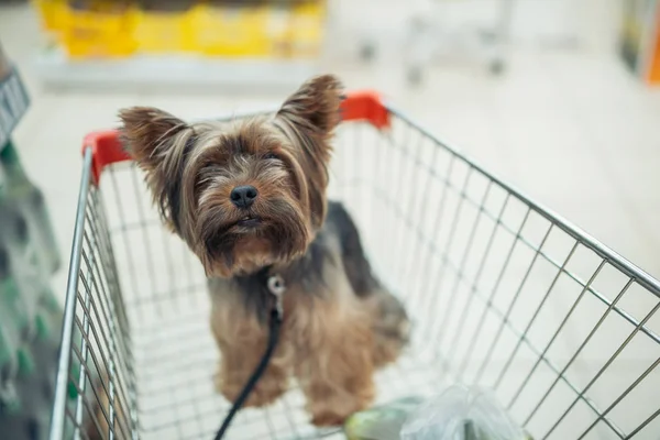 Cute little puppy dog sitting in a shopping cart on blurred shop mall background with people. selective focus macro shot with shallow DOF top view — Stock Photo, Image
