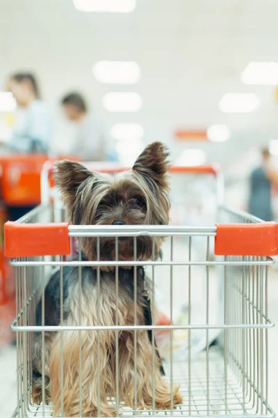 Cão filhote de cachorro bonito sentado em um carrinho de compras em fundo shopping loja turva com as pessoas. tiro macro foco seletivo com vista frontal DOF rasa — Fotografia de Stock