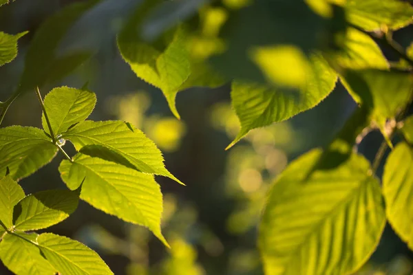 Green leaves foliage lit by sun shining through spring summer Background. Selective focus macro shot with shallow DOF