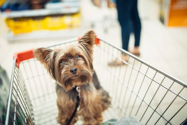 Schattige puppy hondje zittend in een winkelwagentje op wazig winkel winkelcentrum achtergrond met mensen. selectieve aandacht macro geschoten met ondiepe Dof bovenaanzicht — Stockfoto