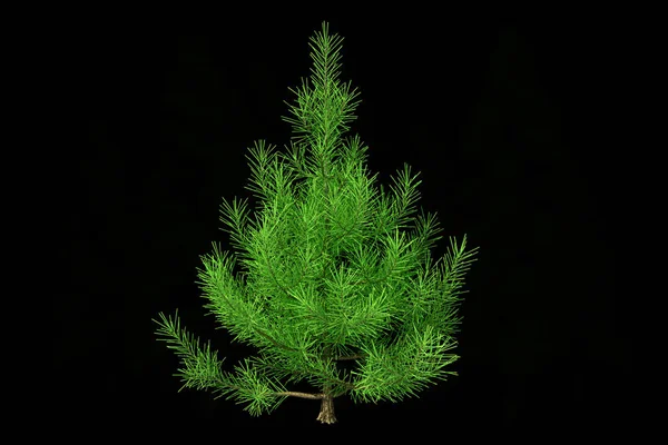 Mooie kerstboom geïsoleerd op een zwarte achtergrond. 3D illustratie — Stockfoto