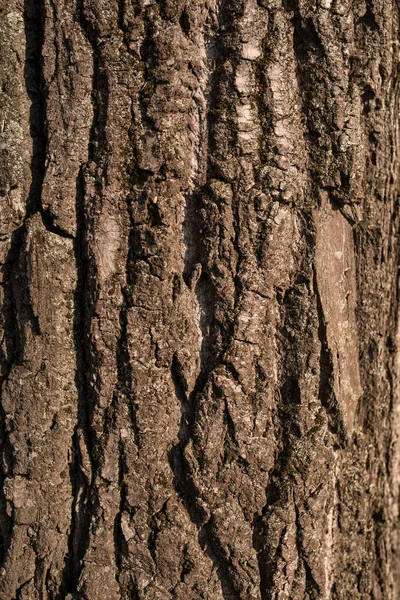 Patrón de fondo de textura de corteza de árbol de madera vieja. imagen vertical — Foto de Stock