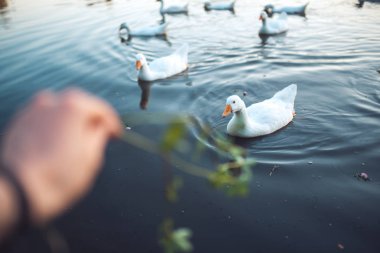 El lake beyaz yerli kaz Yüzme akşam sürüsü besleme mans. Evcil gri kaz çoğu kanatlı et için kullanılan yumurta, tüyler Anser anser domesticus aşağı 