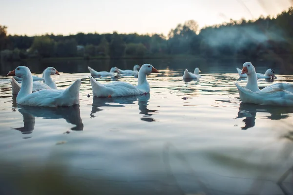 A flock of white Domestic Geese swimming in lake in evening. Domesticated grey goose are poultry used for meat, eggs, down feathers Anser anser domesticus — Stock Photo, Image