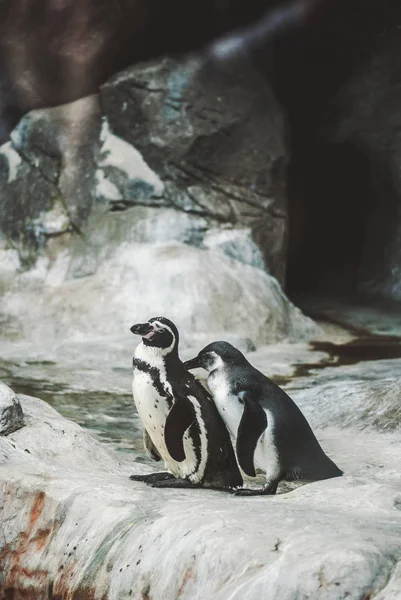Two penguins staying on the stone cliff and hug each other. In Oceanarium in Moscow, Russia